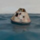Animated Apollo Capsule Floating In The Ocean - 3DOcean Item for Sale