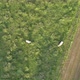 Low Altitude Aerial Drone Shot Over Green Corn Field Showing Large Leafs Maize Has Become Staple - VideoHive Item for Sale