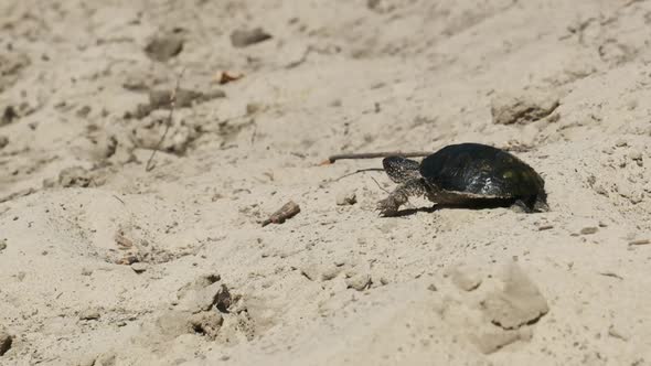 River Turtle Crawling on Sand To Water Near Riverbank. Slow Motion 240 Fps