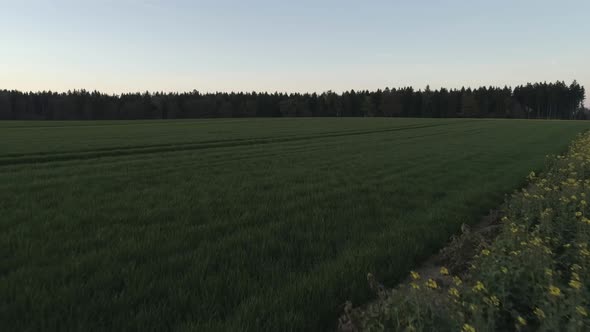 Yellow Flowers On A Field With Drone At Sunset