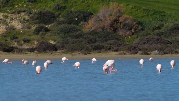 Flamingos in the Lake Wild Pink Greater Flamingo in the Salt Water Nature Birds Wildlife Safari Shot