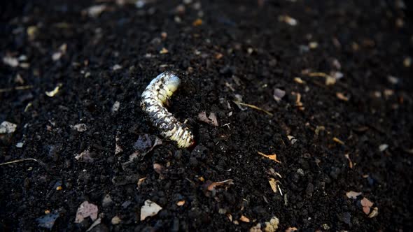 Closeup to Coconut beetle worm 