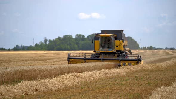Heavy technics in wheat field. Yellow combine harvesting dry wheat over sky background.