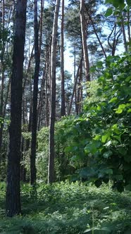 Vertical Video of a Forest with Trees