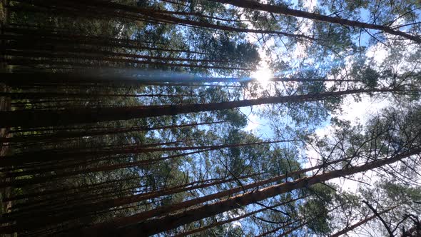 Vertical Video of a Forest with Pine Trees on a Summer Day