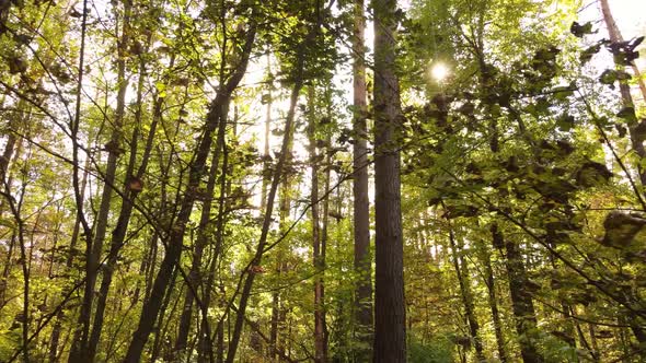 Forest with Trees in the Fall During the Day