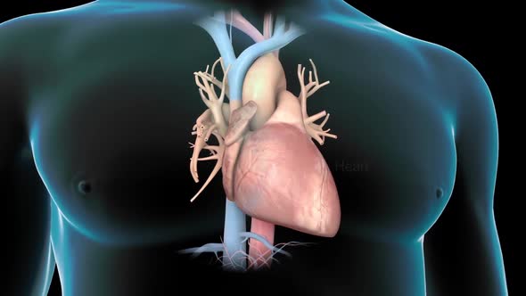 Cardiology Heart Atrial Stroke Fibrillation