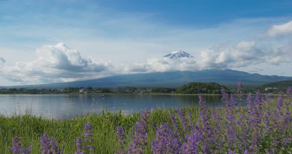 Mountain Fuji in Kawaguchiko Lake with Lavender garden of Japan