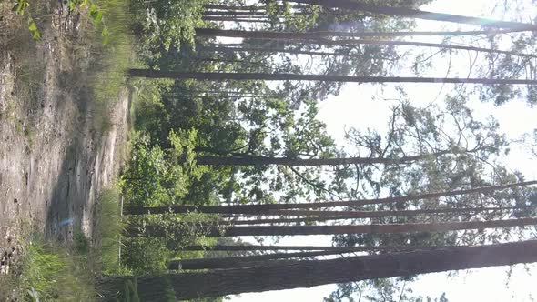 Vertical Video of a Beautiful Forest in Summer