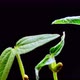 Mung beans germination on black background - VideoHive Item for Sale