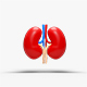 Kidney Cartoon - 3DOcean Item for Sale