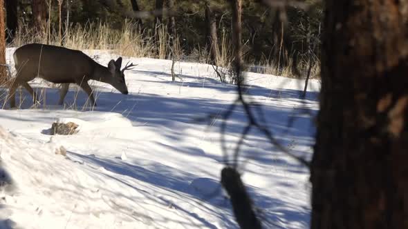 Mule Deer buck walking left to right across the frame and through snow as he goes behind a pine tree