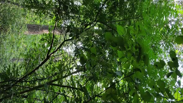 Vertical Video of a Beautiful Forest in Summer