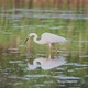 Great Egret Wading in the Pond. Slow Motion - VideoHive Item for Sale