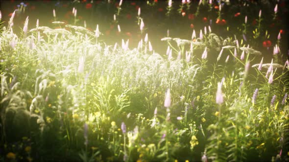 Wild Flowers in the Field alt