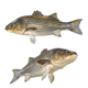Striped Bass Fish - 3DOcean Item for Sale