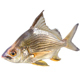 Striped Mojarra Fish - 3DOcean Item for Sale