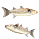 Striped Mullet Fish - 3DOcean Item for Sale