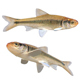 Striped Shiner Fish - 3DOcean Item for Sale