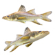 Swordspine Snook Fish - 3DOcean Item for Sale