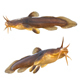 Tadpole Madtom Fish - 3DOcean Item for Sale