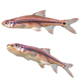 Taillight Shiner fish - 3DOcean Item for Sale