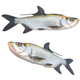 Tarpon Fish - 3DOcean Item for Sale