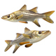Tarpon Snook Fish - 3DOcean Item for Sale