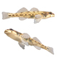 Tessellated Darter Fish - 3DOcean Item for Sale