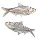 Threadfin Shad Fish - 3DOcean Item for Sale