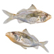 Tidewater Mojarra Fish - 3DOcean Item for Sale