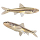 Weed Shiner Fish - 3DOcean Item for Sale