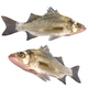 White Bass Fish - 3DOcean Item for Sale