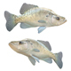 White Crappie Fish - 3DOcean Item for Sale
