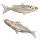 White Mullet Fish - 3DOcean Item for Sale