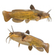 Yellow Bullhead Fish - 3DOcean Item for Sale