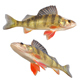 Yellow Perch Fish - 3DOcean Item for Sale