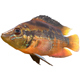 Yellowbelly Cichlid Fish - 3DOcean Item for Sale