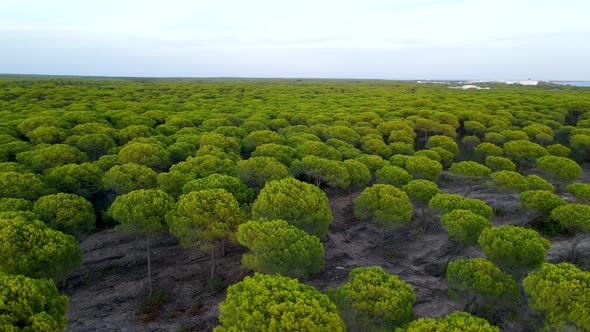 Aerial orbiting over Cartaya Stone Pine Forest Near the Sea in Spain at sundown at low altitude