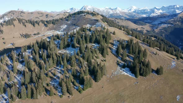 High aerial of pine trees on mountain top