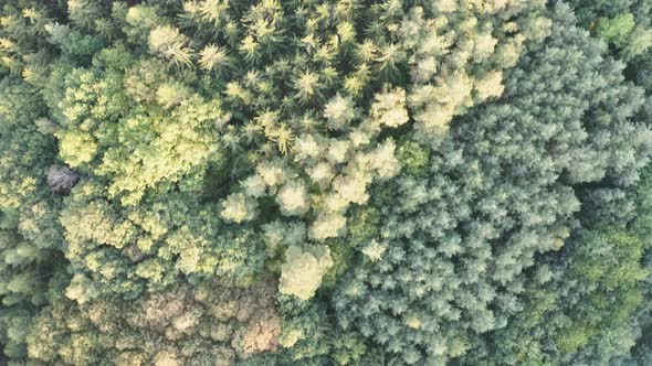 Aerial Drone Shot  Treetops in a Forest