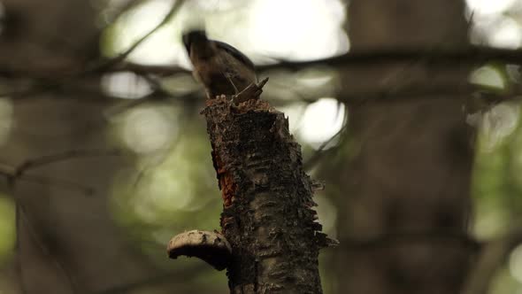 An adult red breasted nuthatch digging for grubs in the broken end of a rotten tree, (Sitta canadens
