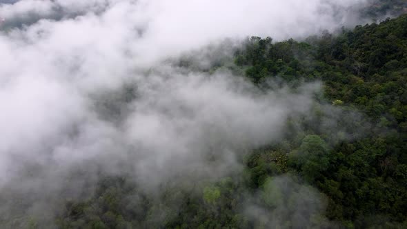 Aerial view morning low cloud cover forest