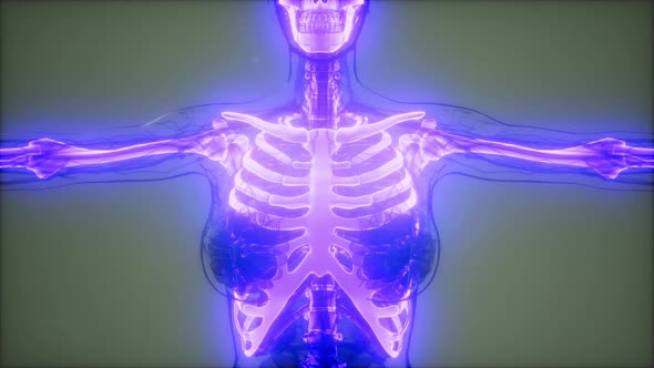 Transparent Human Body with Visible Bones alt