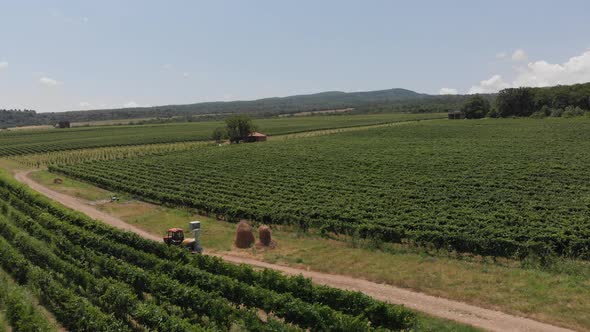 Aerial flight over beautiful vineyard landscape in Tsinandali, Georgia