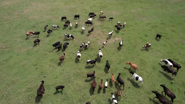 Aerial Herd of Cattle