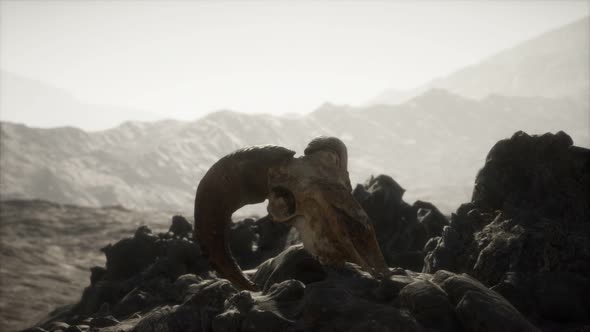 European Mouflon Ram Skull in Natural Conditions in Rocky Mountains