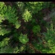 Treetops of coniferous trees in the woodland. Green Forest on a summer sunny day - VideoHive Item for Sale