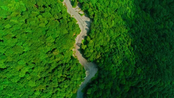 Road in the Forest Aerial View