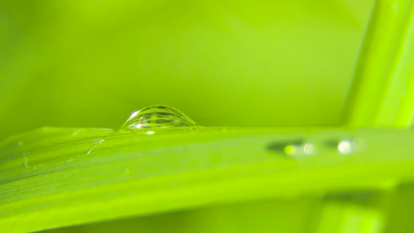 Dew Drops on the Grass